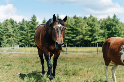 Horse standing in ranch