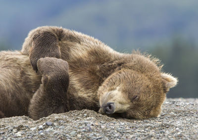 Close-up of bear sleeping