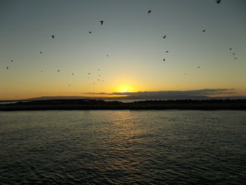 Bird flying over sea at sunset