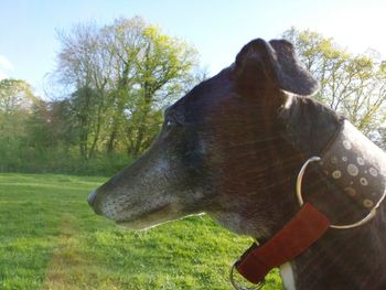 Close-up of dog on grass