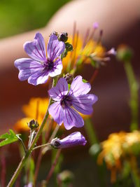 Close-up of bee pollinating on purple flower