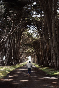 Rear view of person walking on footpath amidst trees in forest