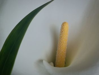 Close-up of plant