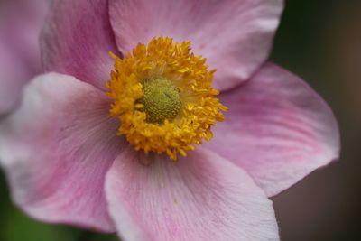 Close-up of pink flower