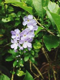 Close-up of purple flowers blooming outdoors