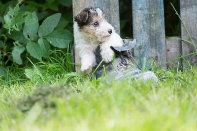 Close-up of dog on grass