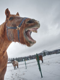 Free beautiful brown horse enjoys snow in winter paddock. horse in winter meadow within snowfall.