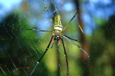 Close-up of spider on web