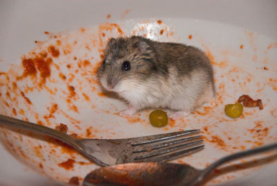 Close-up of animal eating food