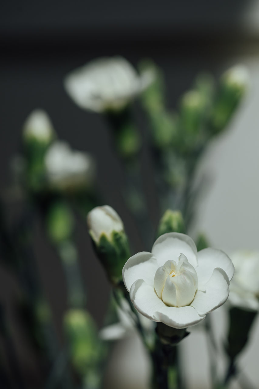 CLOSE-UP OF WHITE FLOWERING PLANT AGAINST BLURRED BACKGROUND