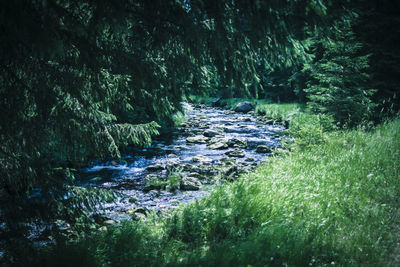 Stream flowing through forest