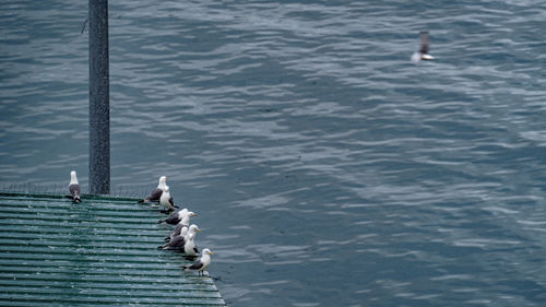 High angle view of seagulls flying over sea