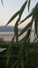 Close up of plant growing in water
