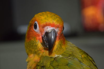 Close-up of a parrot