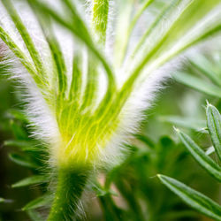 Close-up of flower growing in field