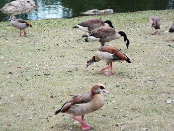 View of birds on the beach
