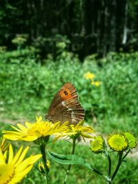 Close-up of butterfly on flower
