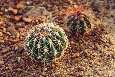 High angle view of succulent plant on field