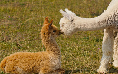 Side view of domestic animals face to face on land