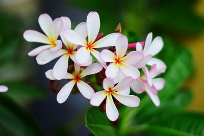 Close-up of white flowering plant