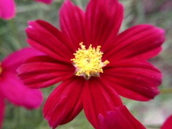 Close-up of red flower blooming outdoors
