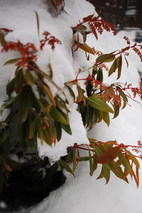 Close-up of cherry blossom tree