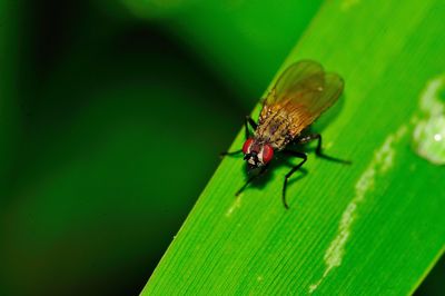 Close-up of fly on leaf