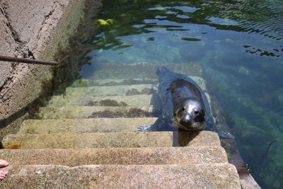 High angle view of horse in lake