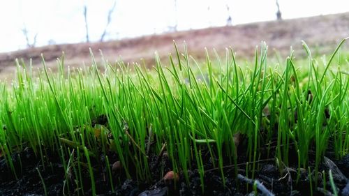 Close-up of grass growing on field