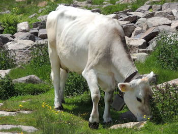 Cow standing in a field