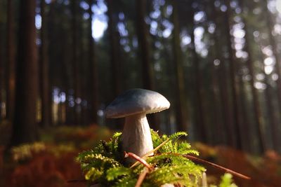 Close-up of mushroom growing on tree trunk in forest