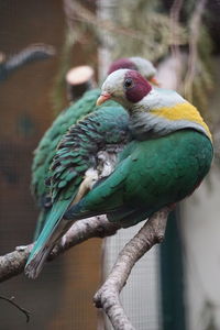 bird
