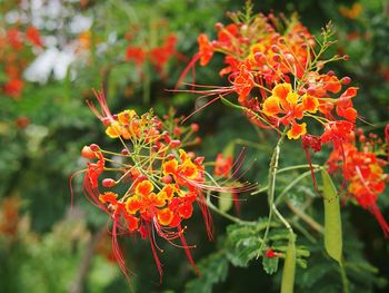 Close-up of red flowers blooming outdoors