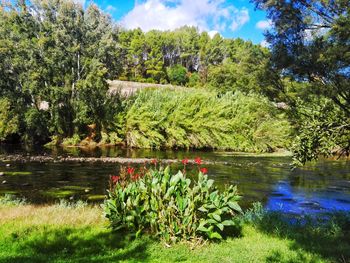 Scenic view of lake in forest