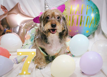 Portrait of cute dog with balloons