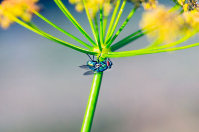 Close-up of plant against blue sky