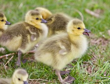 Close-up of ducklings on field