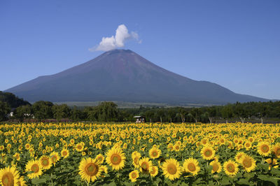 Scenic view of yellow flowering field against sky