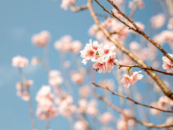 Low angle view of cherry blossom