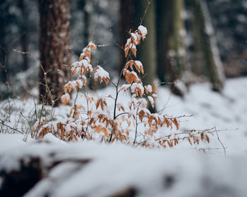 Close-up of frozen plant on snow covered field