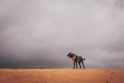 Dog standing on land against sky