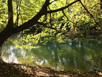 Trees by lake in forest