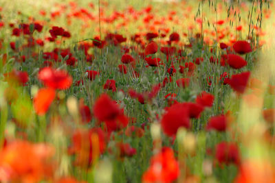 Red poppy flowers on field