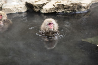 Snow monkeys in hot spring water, japan