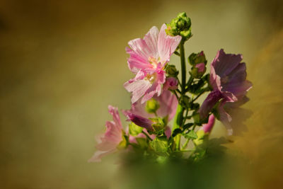 Close-up of pink flowering plant