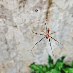 Close-up of spider on wall