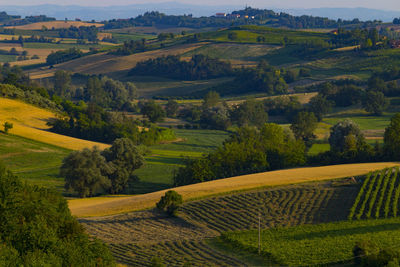 Scenic view of agricultural field