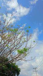 Low angle view of tree against sky