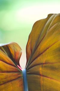 Close-up of orange flowering plant