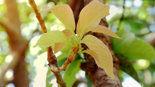 Close-up of fresh leaves on tree